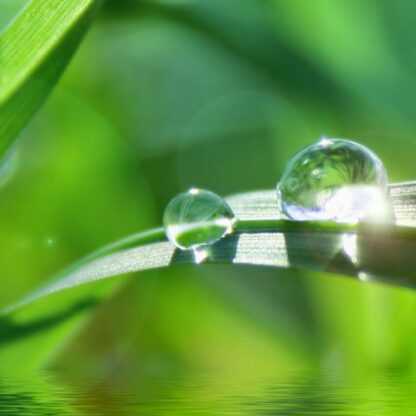 Wassertropfen auf Blatt