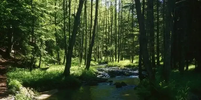 Bach Nationalpark Bayerischer Wald